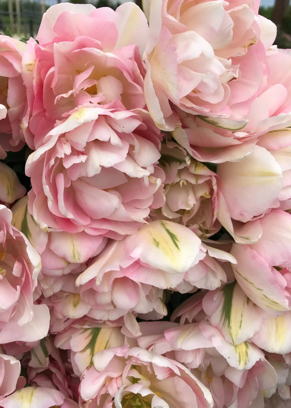 Pre-Cooled Tulip Bulbs: Best Sellers