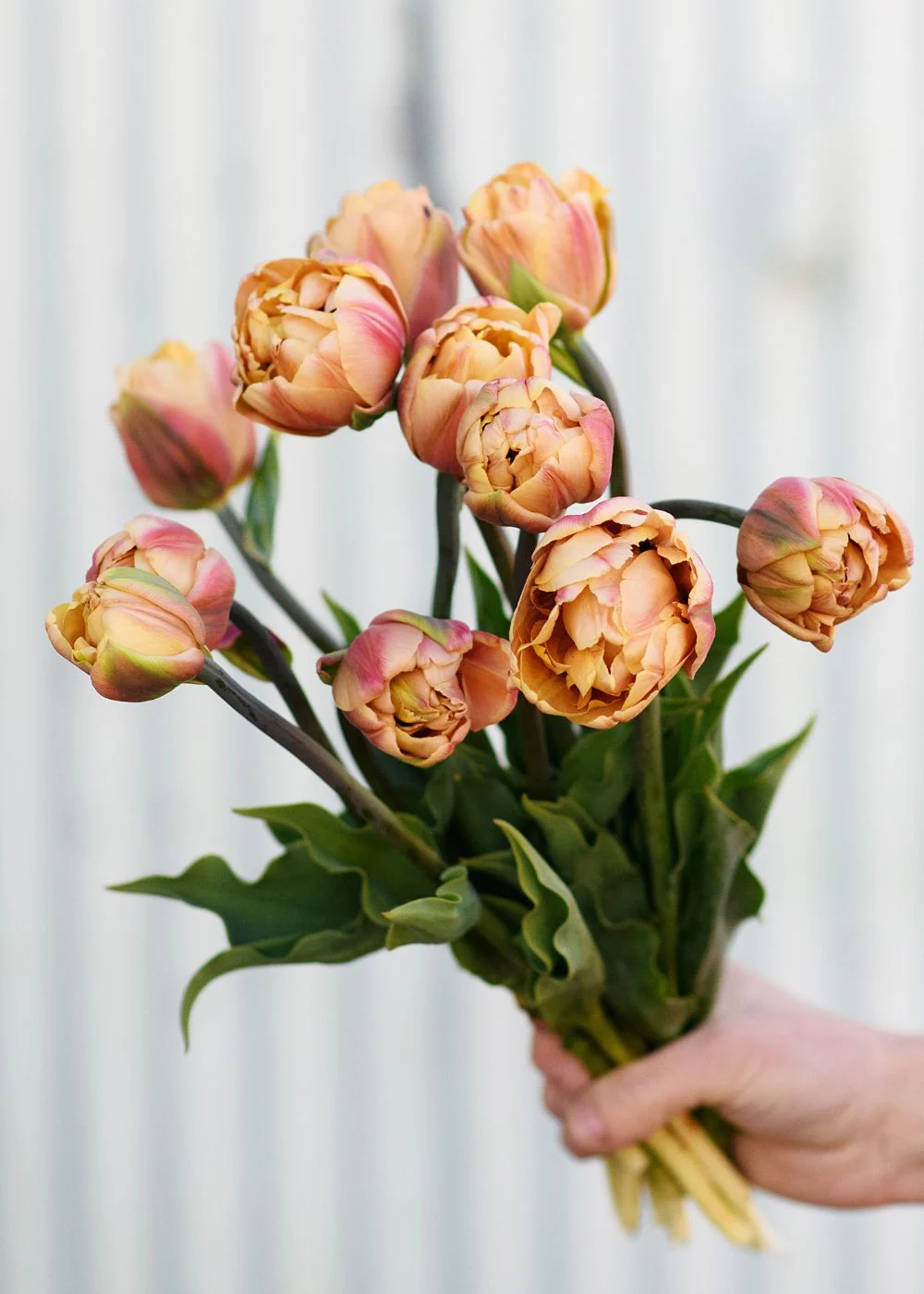 Pre-Cooled Tulip Bulbs: Best For Cutting