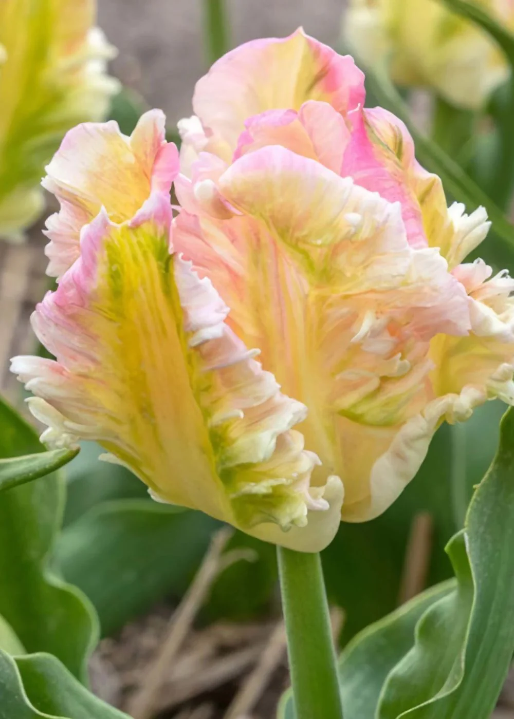 Tulip Sale