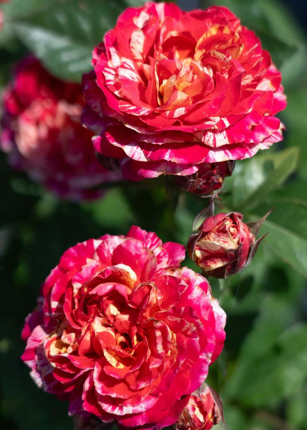 Potted Roses: New Releases For 2025